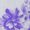 violet